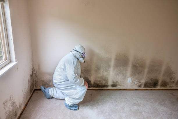 Tontitown, AR Mold Inspection, Removal & Remediation Company